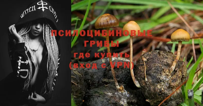 Псилоцибиновые грибы Psilocybe Ахтубинск